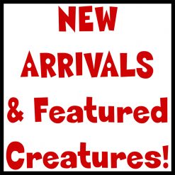 New Arrivals and Featured Creatures